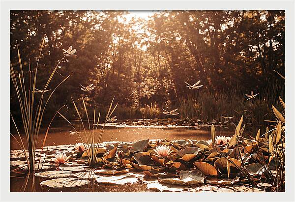 Dragonflies Over Summer Lily Pond