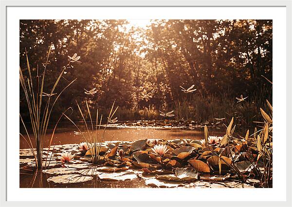 Dragonflies Over Summer Lily Pond