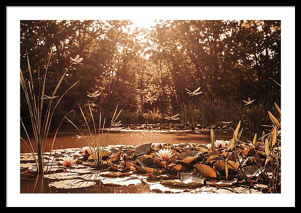 Dragonflies Over Summer Lily Pond