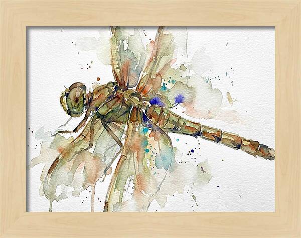 Dragonfly In Watercolor