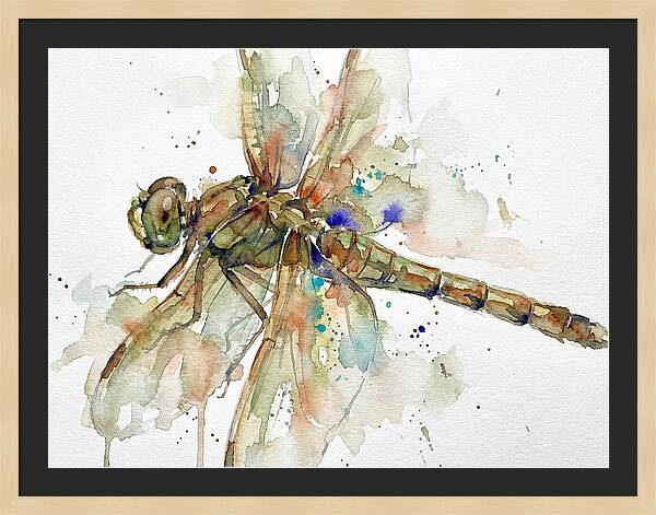 Dragonfly In Watercolor