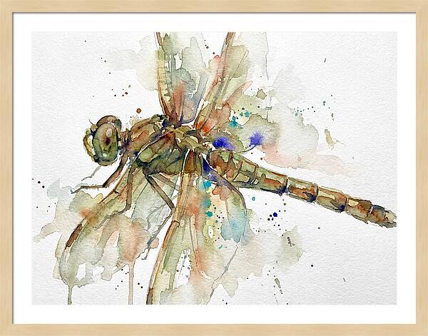 Dragonfly In Watercolor