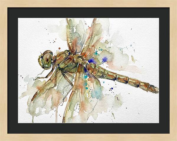 Dragonfly In Watercolor