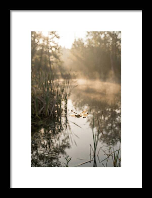 Dragonfly Over Tranquil Pond