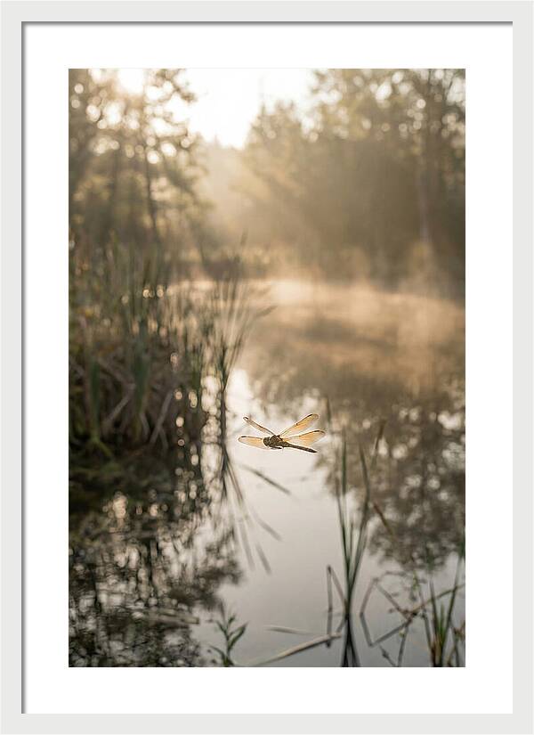 Dragonfly Over Tranquil Pond