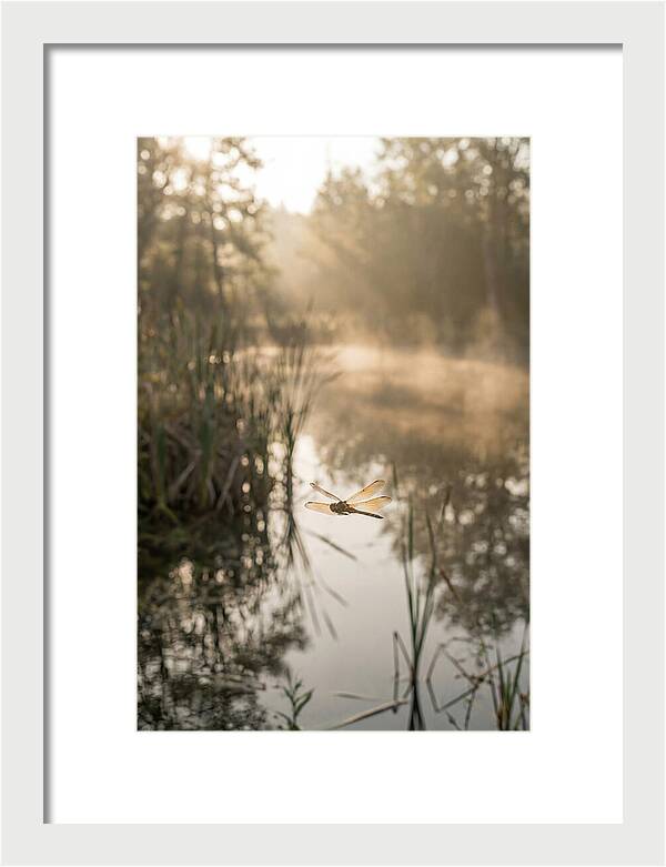 Dragonfly Over Tranquil Pond