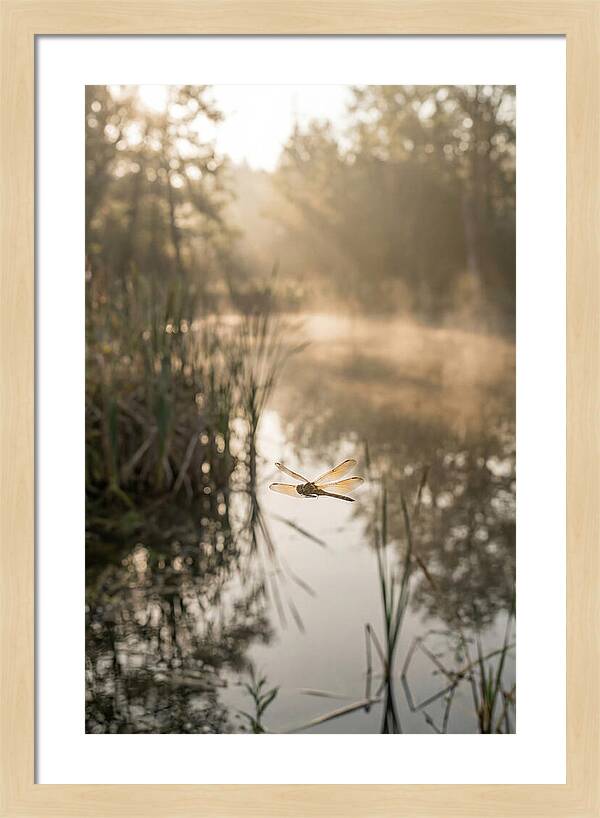 Dragonfly Over Tranquil Pond