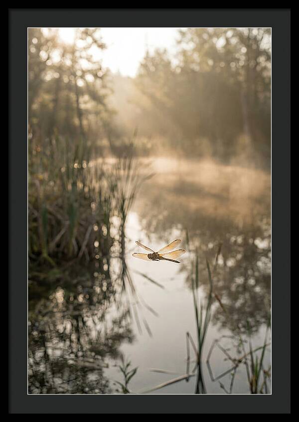 Dragonfly Over Tranquil Pond