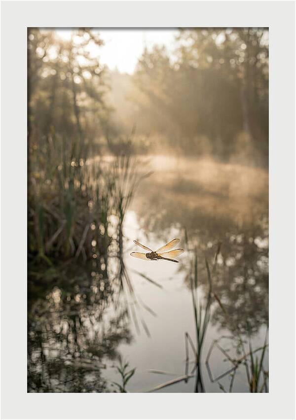 Dragonfly Over Tranquil Pond