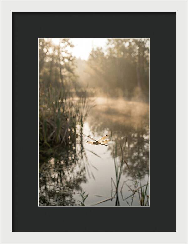 Dragonfly Over Tranquil Pond