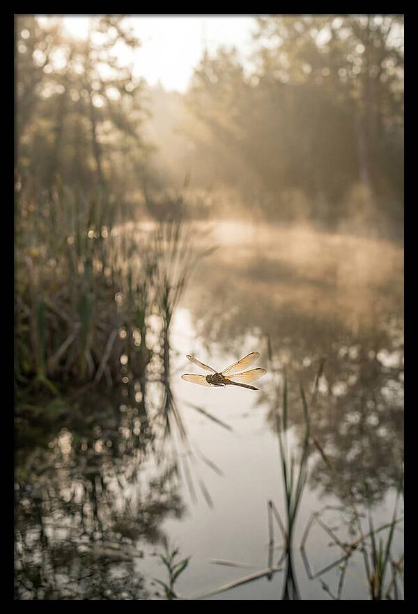 Dragonfly Over Tranquil Pond