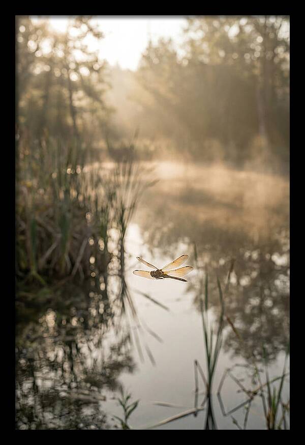 Dragonfly Over Tranquil Pond