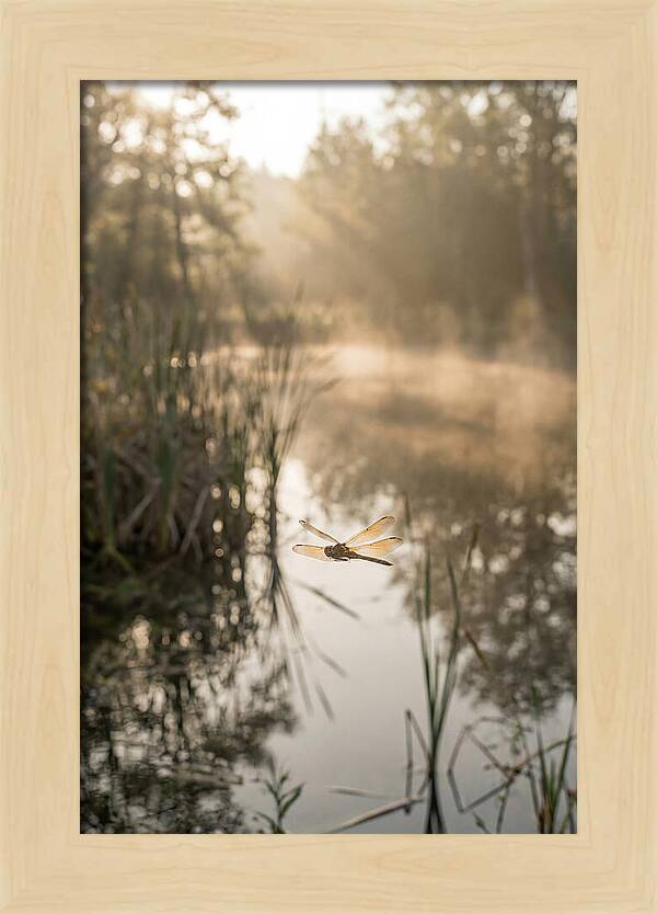 Dragonfly Over Tranquil Pond
