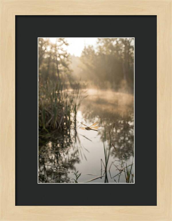 Dragonfly Over Tranquil Pond