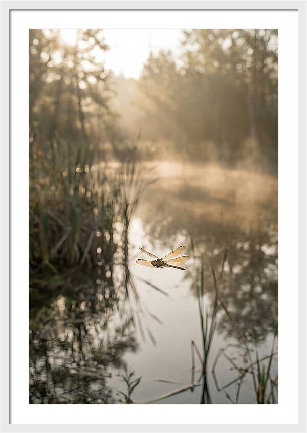 Dragonfly Over Tranquil Pond