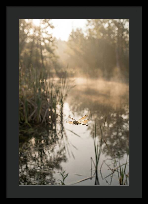 Dragonfly Over Tranquil Pond