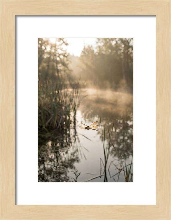 Dragonfly Over Tranquil Pond