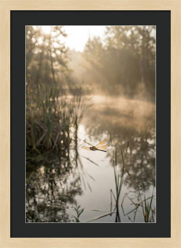 Dragonfly Over Tranquil Pond