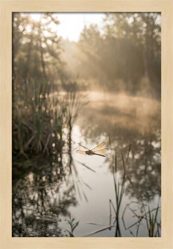 Dragonfly Over Tranquil Pond
