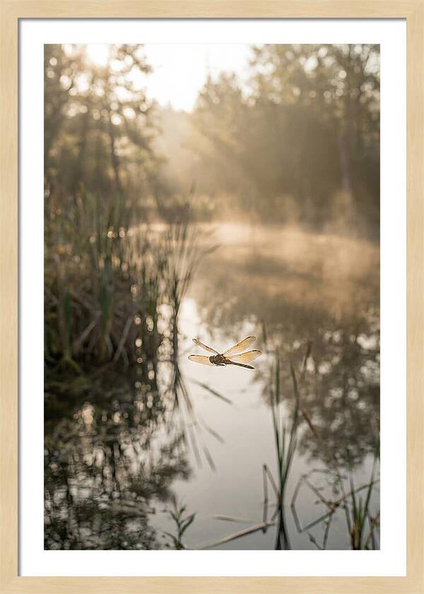 Dragonfly Over Tranquil Pond