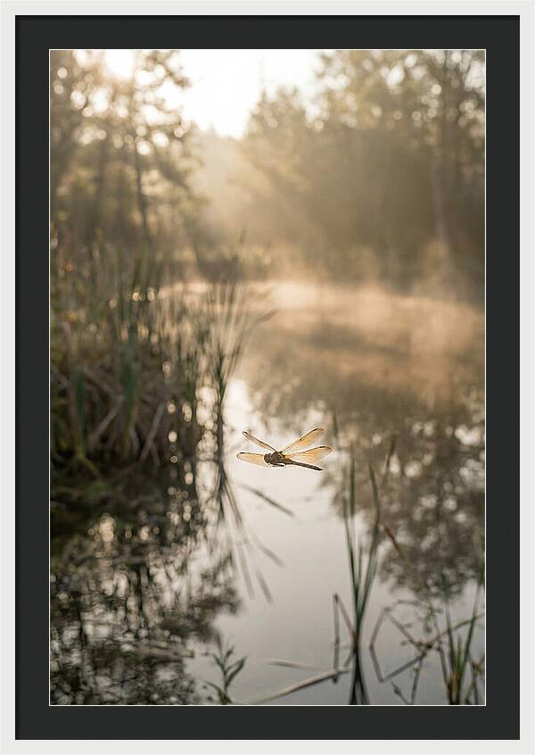 Dragonfly Over Tranquil Pond