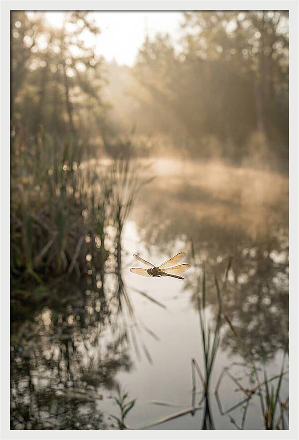 Dragonfly Over Tranquil Pond
