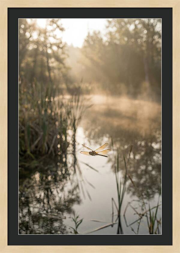 Dragonfly Over Tranquil Pond