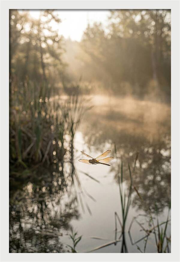 Dragonfly Over Tranquil Pond