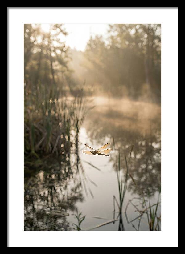 Dragonfly Over Tranquil Pond