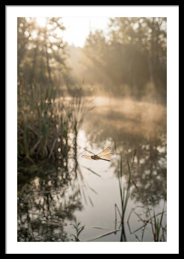 Dragonfly Over Tranquil Pond