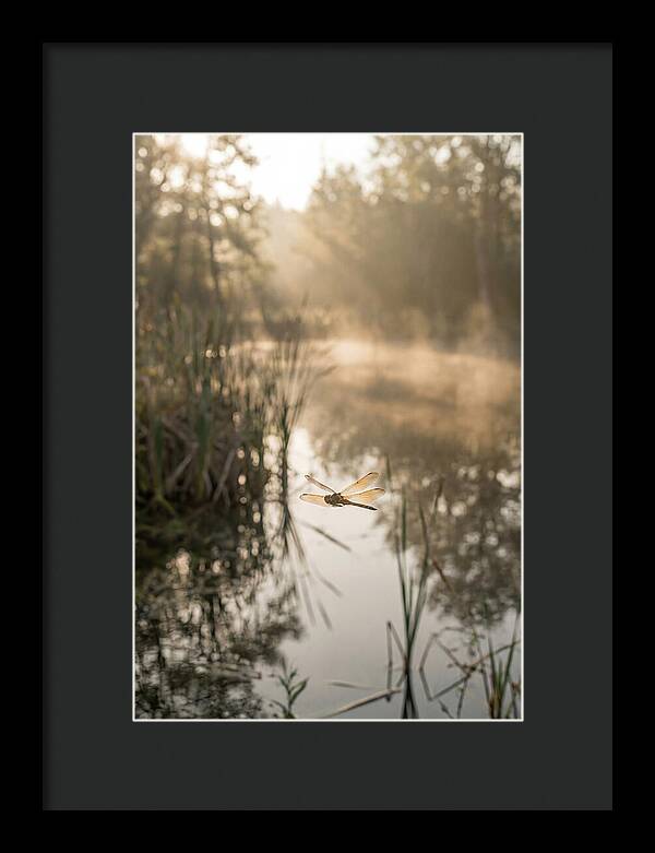 Dragonfly Over Tranquil Pond