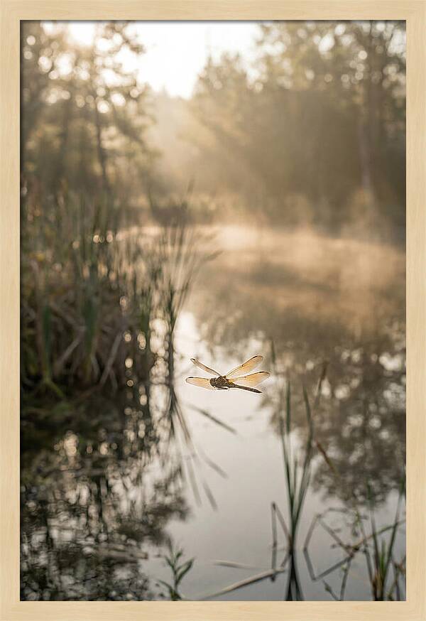Dragonfly Over Tranquil Pond