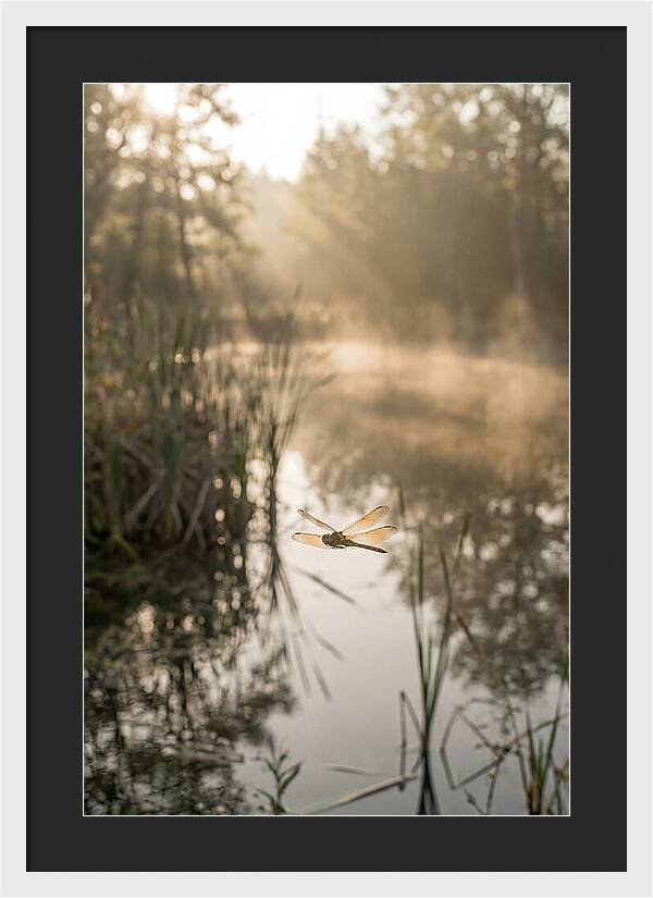 Dragonfly Over Tranquil Pond