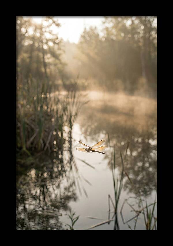 Dragonfly Over Tranquil Pond