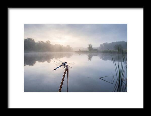 Dragonfly Perched At Dawn