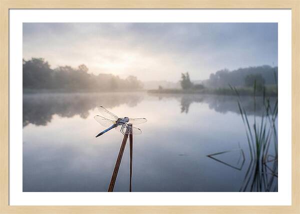 Dragonfly Perched At Dawn