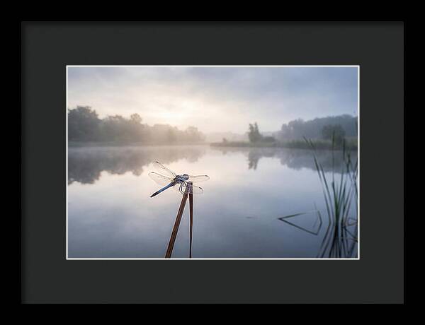 Dragonfly Perched At Dawn