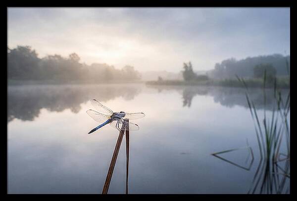 Dragonfly Perched At Dawn
