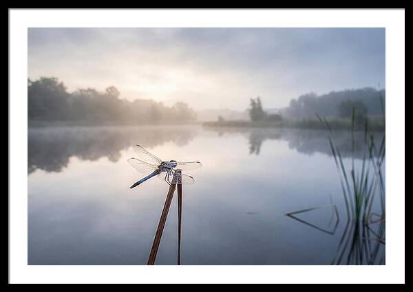 Dragonfly Art