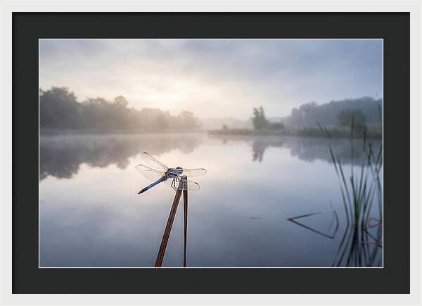 Dragonfly Perched At Dawn