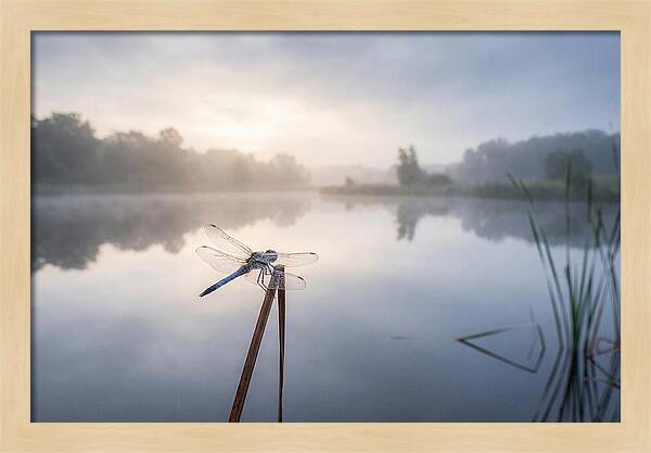 Dragonfly Perched At Dawn
