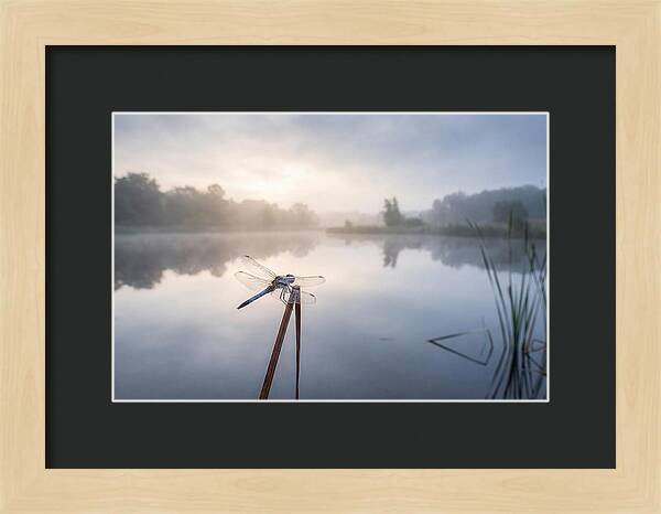 Dragonfly Perched At Dawn