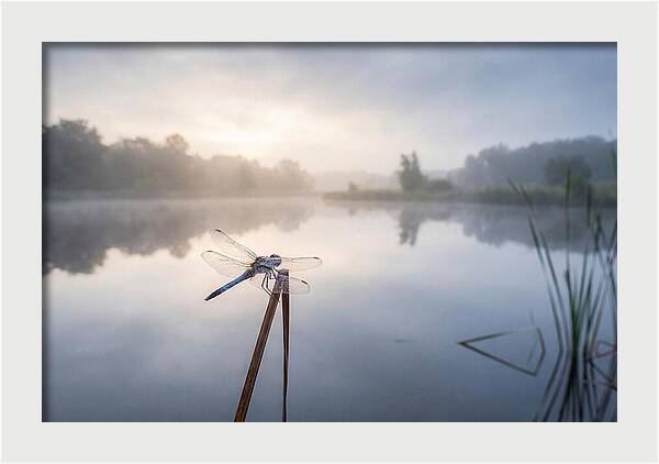 Dragonfly Perched At Dawn