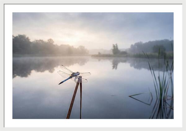 Dragonfly Perched At Dawn