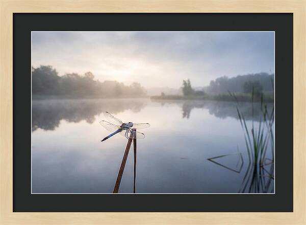 Dragonfly Perched At Dawn
