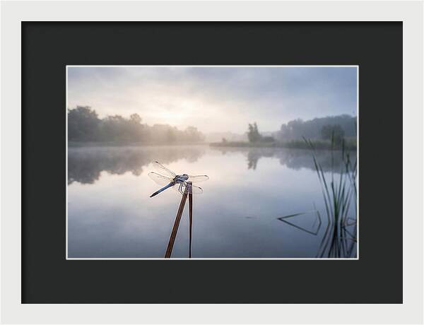Dragonfly Perched At Dawn