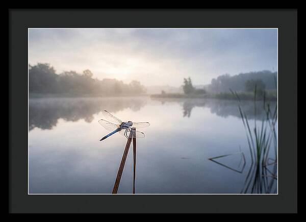Dragonfly Perched At Dawn