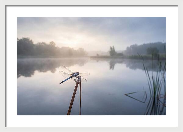 Dragonfly Perched At Dawn