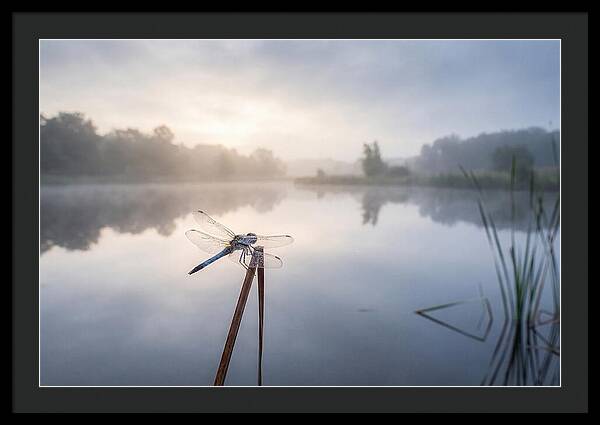 Dragonfly Perched At Dawn