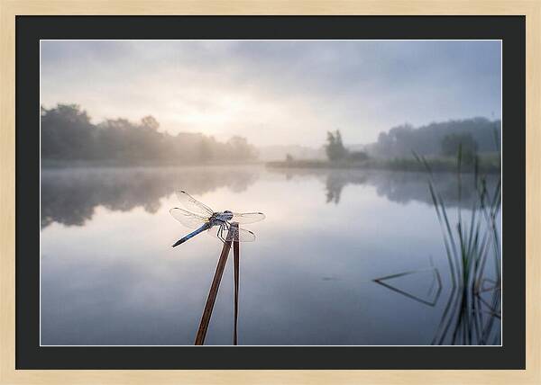 Dragonfly Perched At Dawn